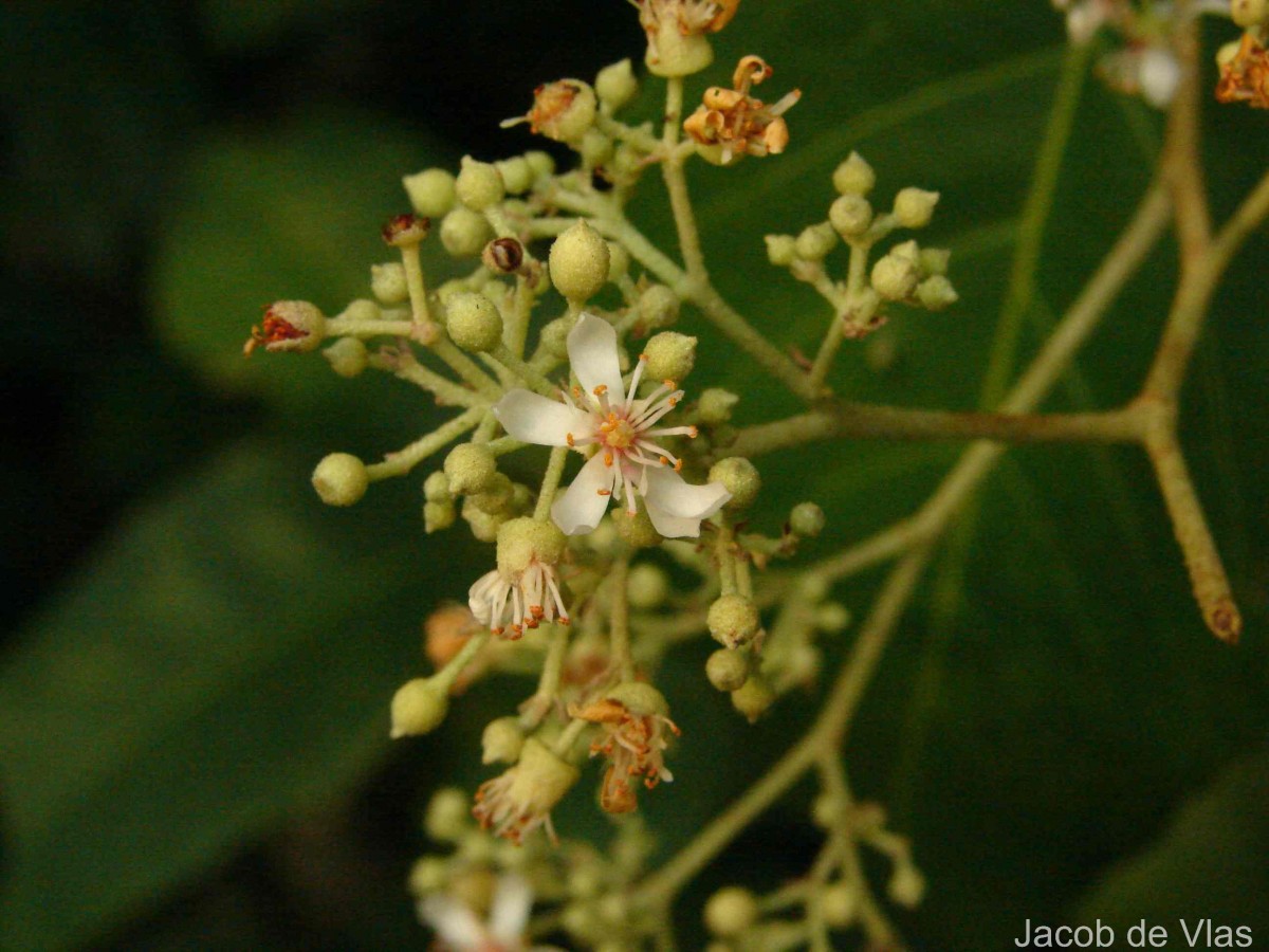 Pityranthe verrucosa Thwaites